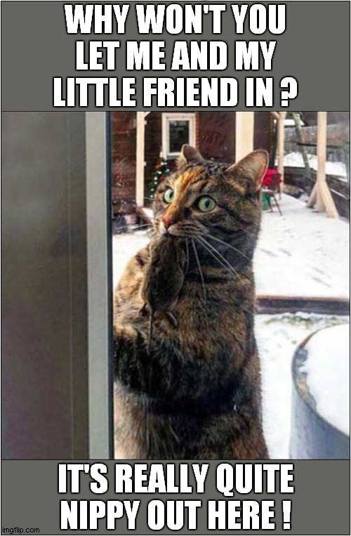 A Cat's Winter Plea! | WHY WON'T YOU LET ME AND MY LITTLE FRIEND IN ? IT'S REALLY QUITE
NIPPY OUT HERE ! | image tagged in cats,mouse,let me in | made w/ Imgflip meme maker