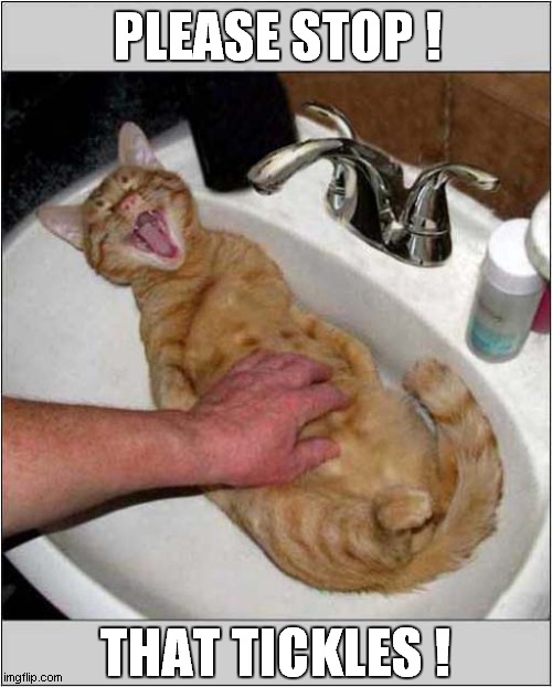 Cat Torture ! | PLEASE STOP ! THAT TICKLES ! | image tagged in cars,torture,tickle | made w/ Imgflip meme maker