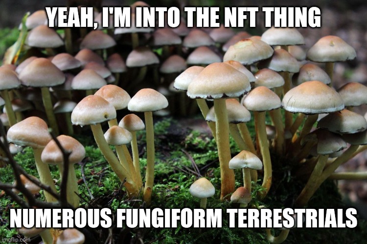 Nfts biatch | YEAH, I'M INTO THE NFT THING; NUMEROUS FUNGIFORM TERRESTRIALS | image tagged in funny memes,lol so funny | made w/ Imgflip meme maker