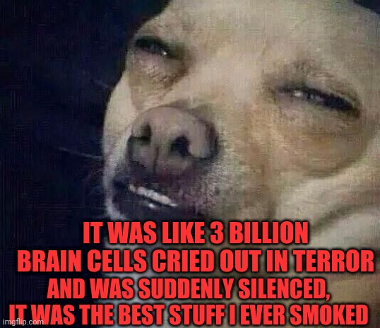 Dank | IT WAS LIKE 3 BILLION BRAIN CELLS CRIED OUT IN TERROR; AND WAS SUDDENLY SILENCED, IT WAS THE BEST STUFF I EVER SMOKED | image tagged in too dank,dog crap,labrador,hope its bigger than this,dank | made w/ Imgflip meme maker