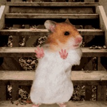 High Quality Hamster dance Blank Meme Template