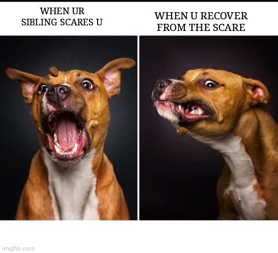 Ye |  WHEN U RECOVER FROM THE SCARE; WHEN UR SIBLING SCARES U | image tagged in dog,angry | made w/ Imgflip meme maker