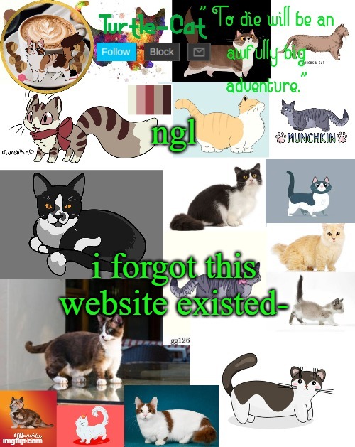 i was on for like a day lmao | ngl; i forgot this website existed- | image tagged in turtle cat announcement | made w/ Imgflip meme maker
