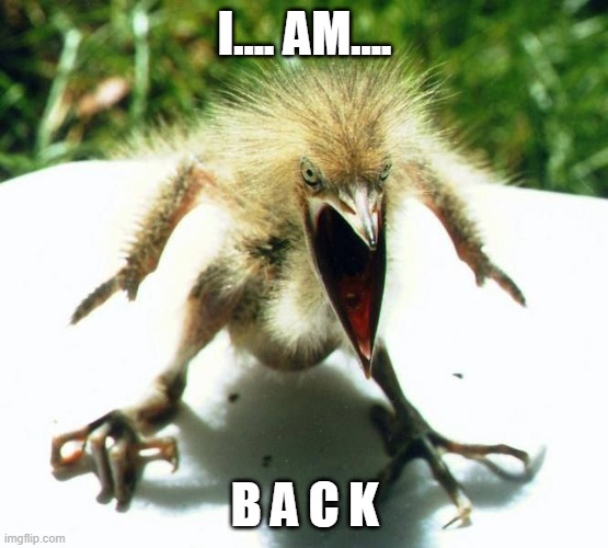 finally back | I.... AM.... B A C K | image tagged in angry bird | made w/ Imgflip meme maker