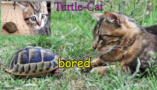 hello- | bored- | image tagged in turtle-cat announcement template made by akifhaziq | made w/ Imgflip meme maker
