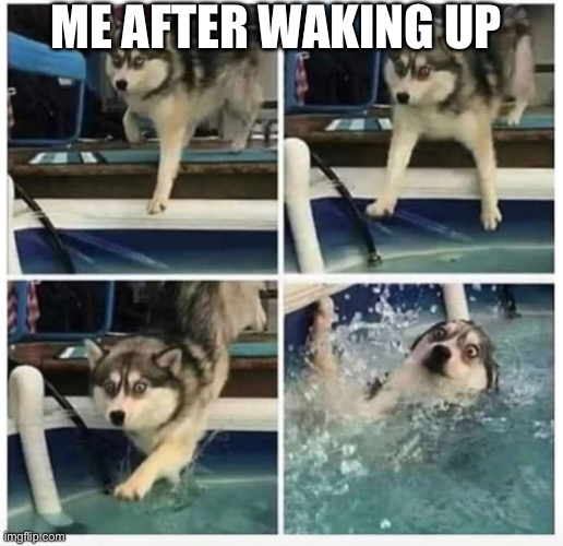 Dog falling in water | ME AFTER WAKING UP | image tagged in dog falling in water | made w/ Imgflip meme maker