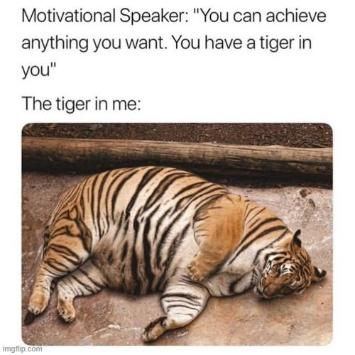 Y Of The Tiger Imgflip