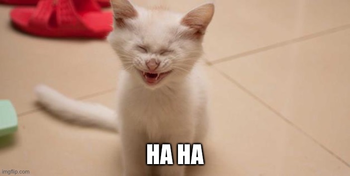 Cat Laughing | HA HA | image tagged in cat laughing | made w/ Imgflip meme maker