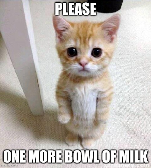 Cute Cat | PLEASE; ONE MORE BOWL OF MILK | image tagged in memes,cute cat | made w/ Imgflip meme maker