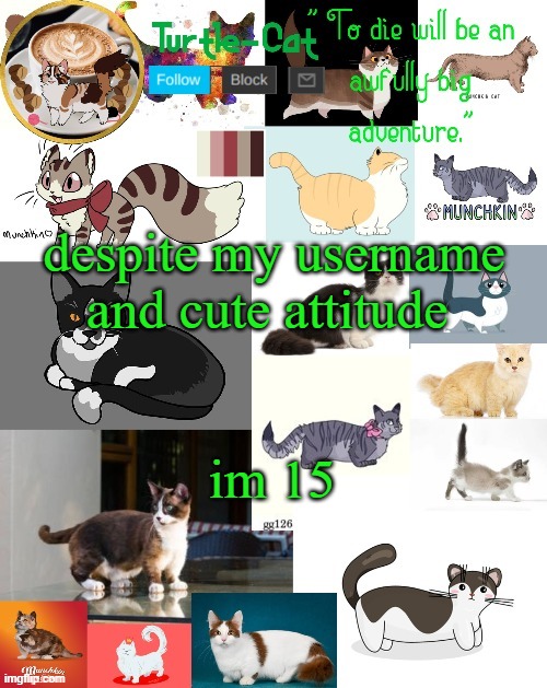 I'm also short irl no one believes me- | despite my username and cute attitude; im 15 | image tagged in turtle cat announcement | made w/ Imgflip meme maker