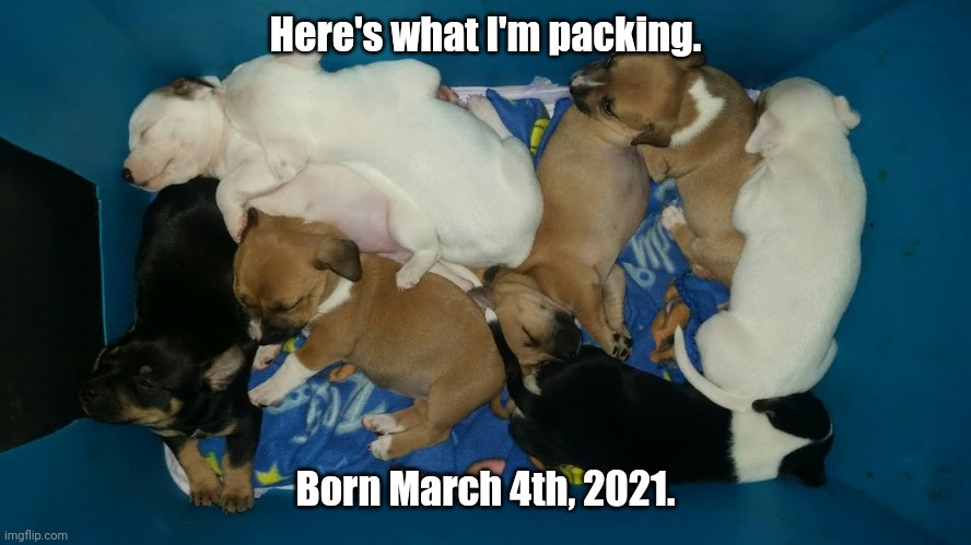 Here's what I'm packing. Born March 4th, 2021. | image tagged in my grandpuppies born march 4th 2021 | made w/ Imgflip meme maker
