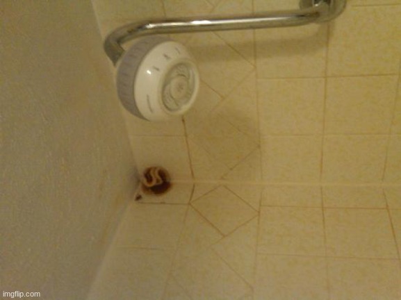 do you ever talk to your mushroom friend while showering | image tagged in mushroom | made w/ Imgflip meme maker