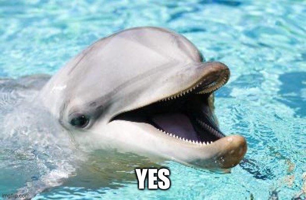 Dumb Joke Dolphin | YES | image tagged in dumb joke dolphin | made w/ Imgflip meme maker