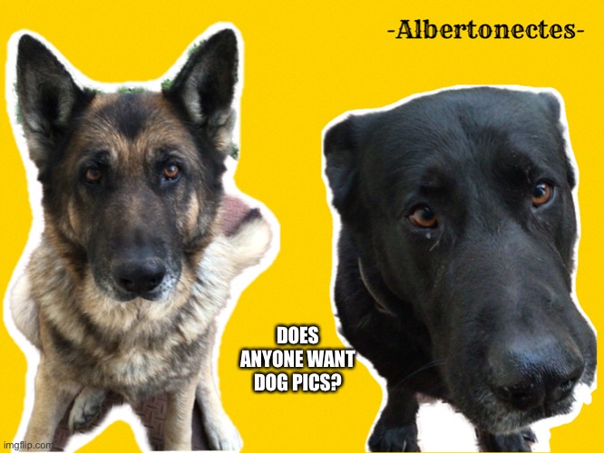 Albertonectes’s announcement template | DOES ANYONE WANT DOG PICS? | image tagged in albertonectes s announcement template | made w/ Imgflip meme maker