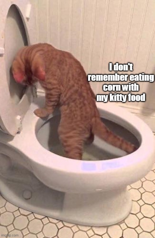 Feline Digestion Mysteries | I don't remember eating corn with my kitty food | image tagged in meme,memes,cat,cats | made w/ Imgflip meme maker