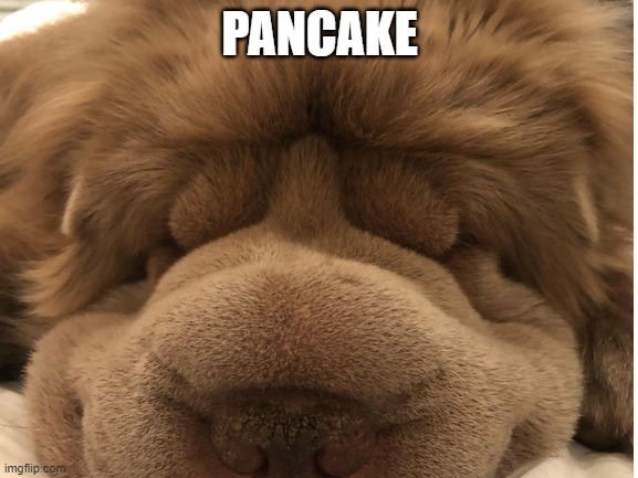 Pet Pancake | PANCAKE | image tagged in funny dogs,dogs,food | made w/ Imgflip meme maker