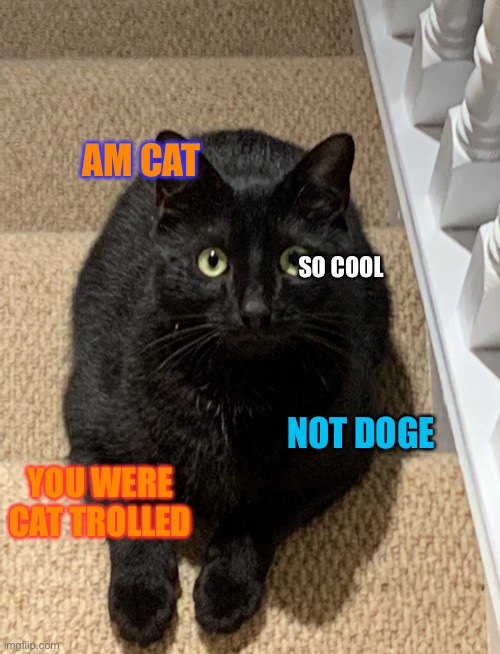 Am cat | AM CAT; SO COOL; NOT DOGE; YOU WERE CAT TROLLED | image tagged in funny memes,memes,doge,cats,meme | made w/ Imgflip meme maker
