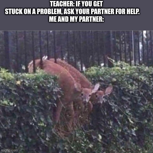 stuck | TEACHER: IF YOU GET STUCK ON A PROBLEM, ASK YOUR PARTNER FOR HELP.       

ME AND MY PARTNER: | image tagged in stuck,school,unhelpful high school teacher,lol,memes,deer | made w/ Imgflip meme maker