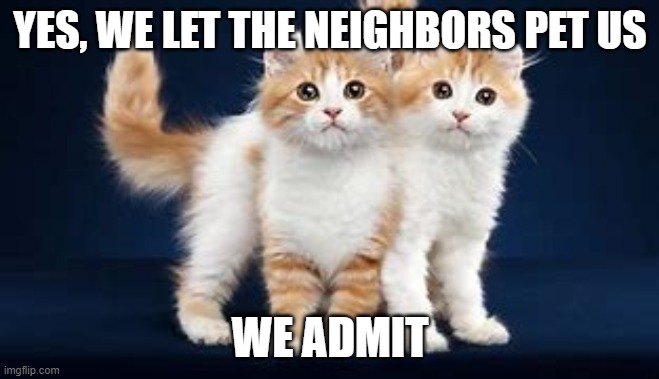 YES, WE LET THE NEIGHBORS PET US; WE ADMIT | image tagged in cats,love,neighbors | made w/ Imgflip meme maker