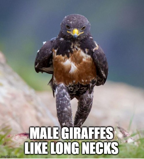 Giraffes are mostly not gay | MALE GIRAFFES LIKE LONG NECKS | image tagged in wondering wandering falcon,figure it out,foward | made w/ Imgflip meme maker