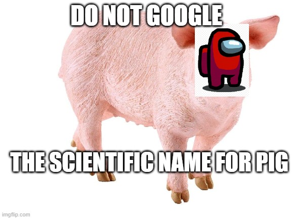 Bacon is looking kinda sus... | DO NOT GOOGLE; THE SCIENTIFIC NAME FOR PIG | image tagged in sus,among us | made w/ Imgflip meme maker