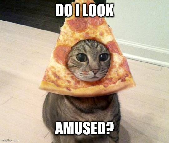 pizza cat | DO I LOOK; AMUSED? | image tagged in pizza cat | made w/ Imgflip meme maker