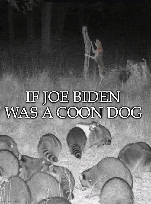 Coon Dog Biden | IF JOE BIDEN WAS A COON DOG | image tagged in raccoon,dog,biden,joe biden,hunter,hunting | made w/ Imgflip meme maker