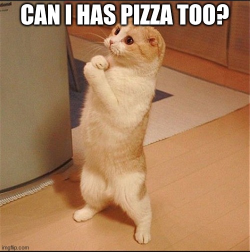 Can I Has Food | CAN I HAS PIZZA TOO? | image tagged in can i has food | made w/ Imgflip meme maker