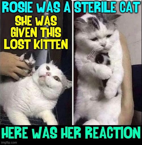 Babies Bring New Meaning to Life | ROSIE WAS A STERILE CAT; SHE WAS
GIVEN THIS
LOST KITTEN; HERE WAS HER REACTION | image tagged in vince vance,cats,kittens,meme,adoption,i love cats | made w/ Imgflip meme maker
