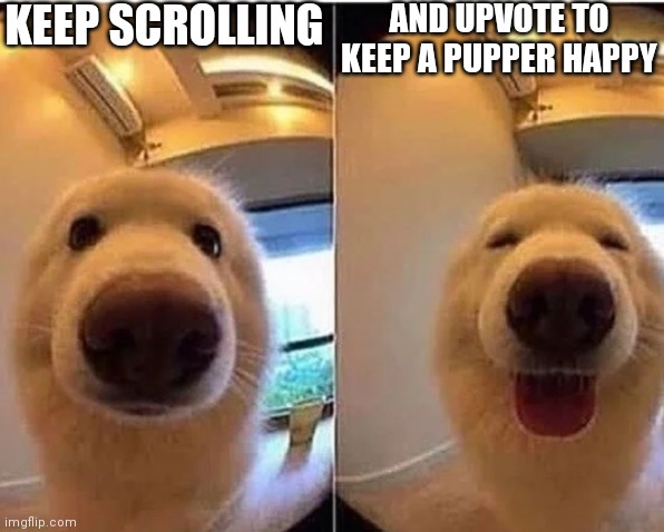 wholesome doggo | KEEP SCROLLING; AND UPVOTE TO KEEP A PUPPER HAPPY | image tagged in wholesome doggo | made w/ Imgflip meme maker