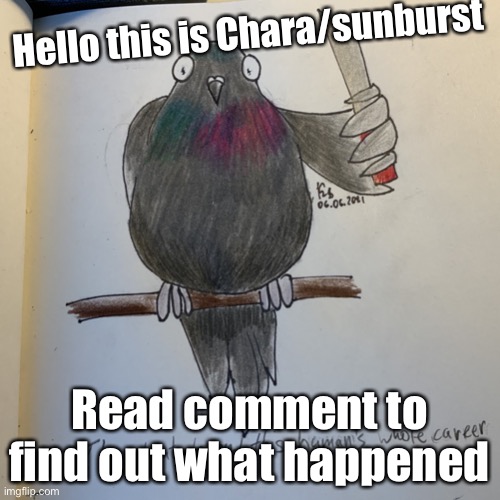 I'm about to end this human's whole career | Hello this is Chara/sunburst; Read comment to find out what happened | image tagged in i'm about to end this human's whole career | made w/ Imgflip meme maker