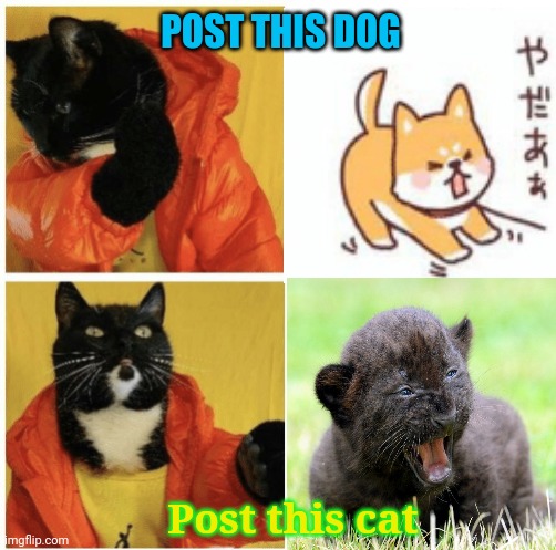 New drake template | POST THIS DOG; Post this cat | image tagged in cat based drake template,cute cat,cute dog,post this cat | made w/ Imgflip meme maker