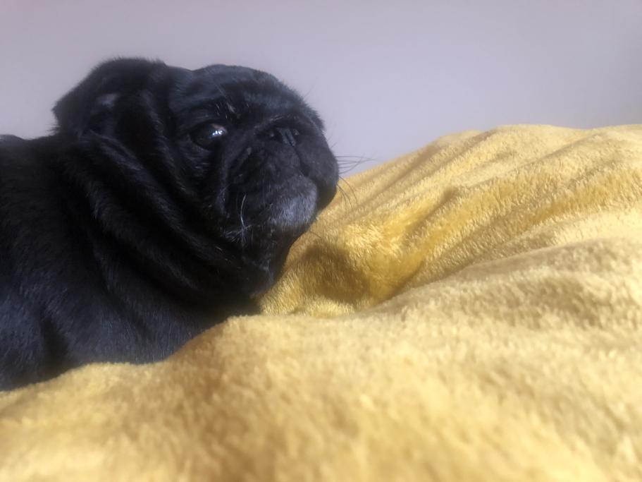 pissed pug Blank Meme Template