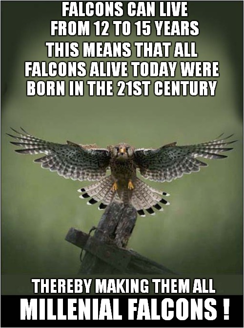 More Than A Bird ! | FALCONS CAN LIVE FROM 12 TO 15 YEARS; THIS MEANS THAT ALL FALCONS ALIVE TODAY WERE BORN IN THE 21ST CENTURY; THEREBY MAKING THEM ALL; MILLENIAL FALCONS ! | image tagged in millenials,falcon | made w/ Imgflip meme maker