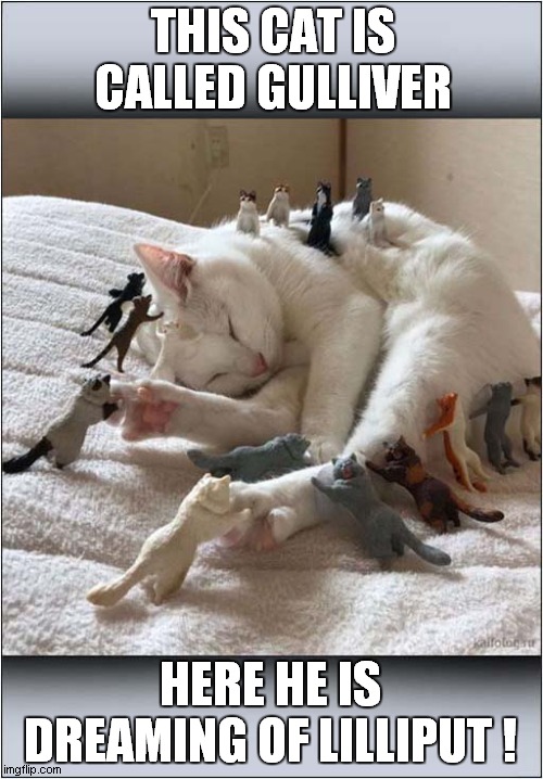 Gulliver The Cat On His 'Travels' | THIS CAT IS CALLED GULLIVER; HERE HE IS DREAMING OF LILLIPUT ! | image tagged in cats,dreaming,gulliver,lilliput | made w/ Imgflip meme maker