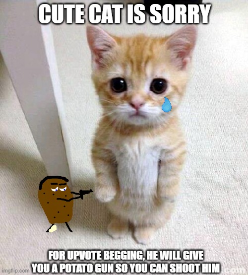 sowwy | CUTE CAT IS SORRY; FOR UPVOTE BEGGING, HE WILL GIVE YOU A POTATO GUN SO YOU CAN SHOOT HIM | image tagged in memes,cute cat | made w/ Imgflip meme maker