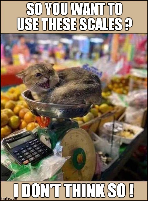 Be Careful Around This Cat ! | SO YOU WANT TO USE THESE SCALES ? I DON'T THINK SO ! | image tagged in cats,scales,be careful | made w/ Imgflip meme maker