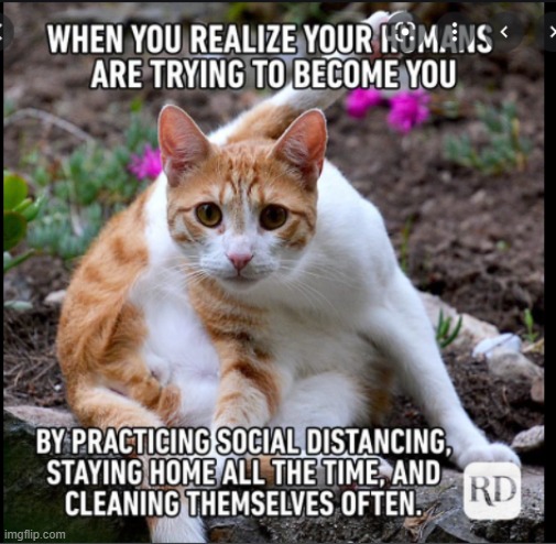 meme | image tagged in cats,human | made w/ Imgflip meme maker