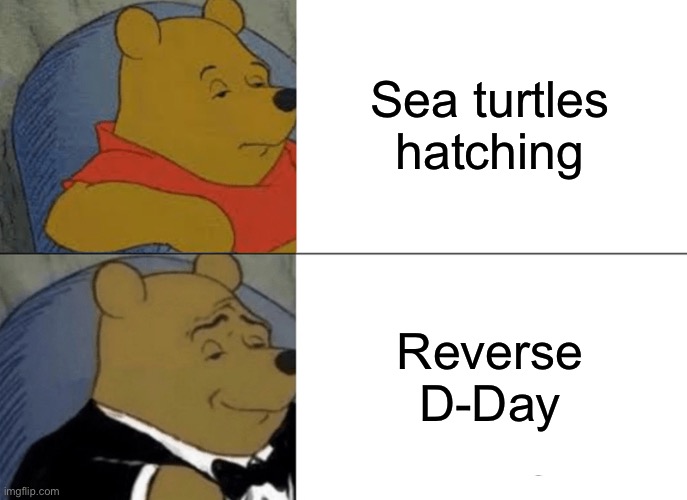 Ghandi | Sea turtles hatching; Reverse D-Day | image tagged in memes,tuxedo winnie the pooh | made w/ Imgflip meme maker