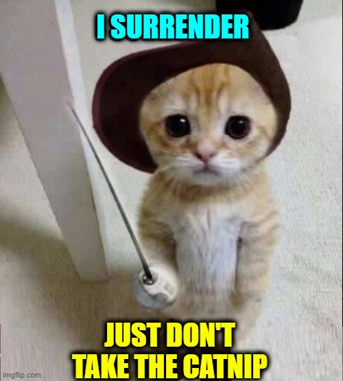 The Surrender of the Legendary Kitten Pirate, Calico Jack | I SURRENDER; JUST DON'T TAKE THE CATNIP | image tagged in vince vance,cats,kitten,meow,i love cats,memes | made w/ Imgflip meme maker