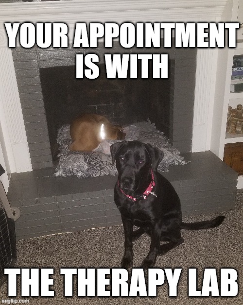 YOUR APPOINTMENT
 IS WITH; THE THERAPY LAB | image tagged in therapy,therapy lab,black lab,labrador | made w/ Imgflip meme maker