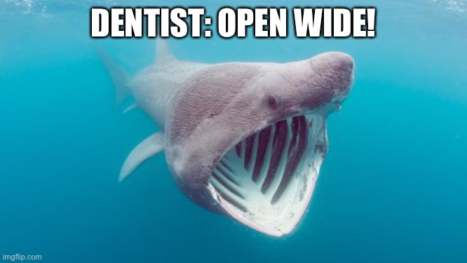 Nice JAWS | DENTIST: OPEN WIDE! | image tagged in shark | made w/ Imgflip meme maker