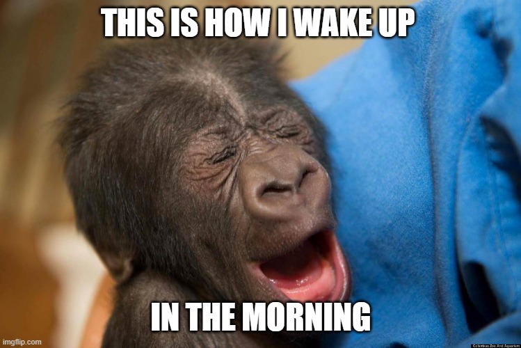 Yawnnnn | THIS IS HOW I WAKE UP; IN THE MORNING | image tagged in monkey,yawning | made w/ Imgflip meme maker