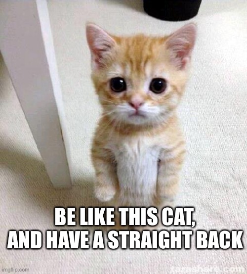 Posture check everyone! |  BE LIKE THIS CAT, AND HAVE A STRAIGHT BACK | image tagged in memes,cute cat,kind,reminder,bro | made w/ Imgflip meme maker