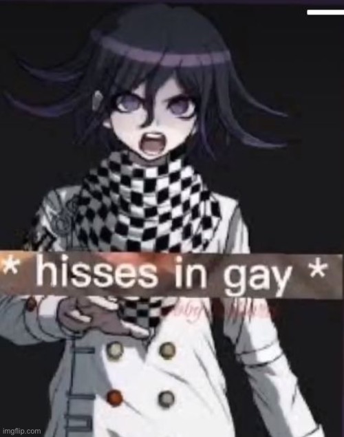 hisses in gay | image tagged in hisses in gay | made w/ Imgflip meme maker