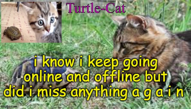i need a new temp lol | i know i keep going online and offline but did i miss anything a g a i n | image tagged in turtle-cat announcement template made by akifhaziq | made w/ Imgflip meme maker