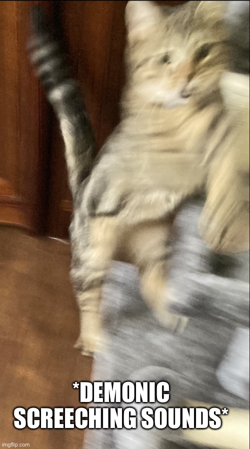 Template saved as “jumping cat” | *DEMONIC SCREECHING SOUNDS* | image tagged in jumping cat | made w/ Imgflip meme maker