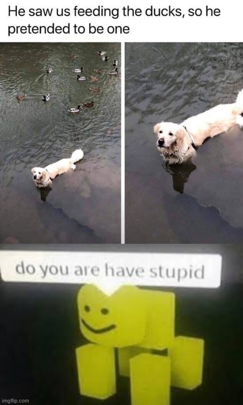 What a dog | image tagged in do you are have stupid | made w/ Imgflip meme maker