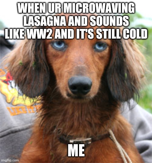 really bitch doxie | WHEN UR MICROWAVING LASAGNA AND SOUNDS LIKE WW2 AND IT'S STILL COLD; ME | image tagged in really bitch doxie | made w/ Imgflip meme maker