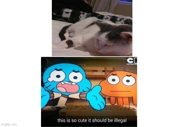 my cat <3 | image tagged in cat,adorable,cute,tawog,the amazing world of gumball | made w/ Imgflip meme maker